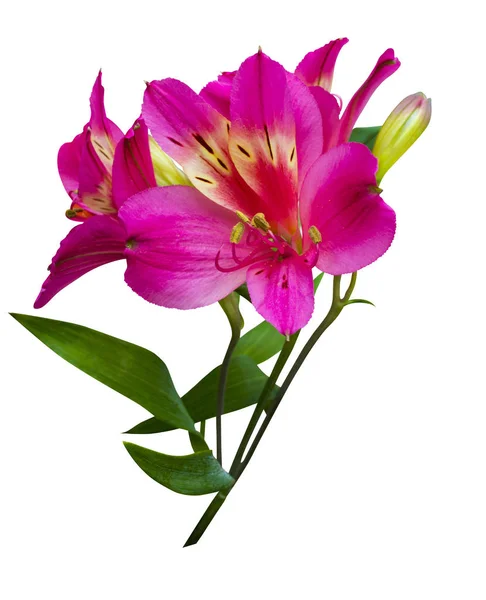 Buket çiçek. Alstroemeria. Buket Alstroemeri — Stok fotoğraf