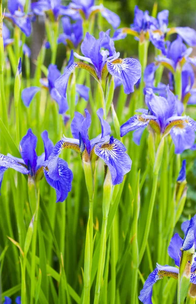 Iroses. Close-up dari bunga iris — Stok Foto