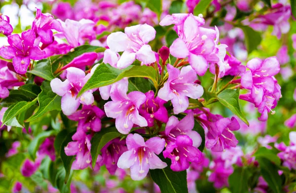 Weigel. Weigel růžové květy při západu slunce na zahradě na jaře — Stock fotografie