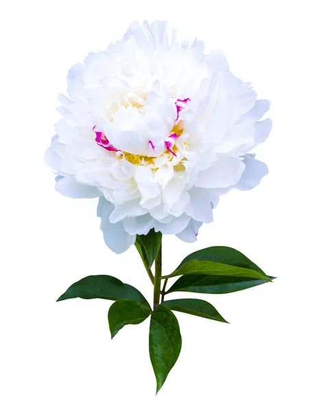 Peonie bianche isolate su sfondo bianco. peonie fiori — Foto Stock