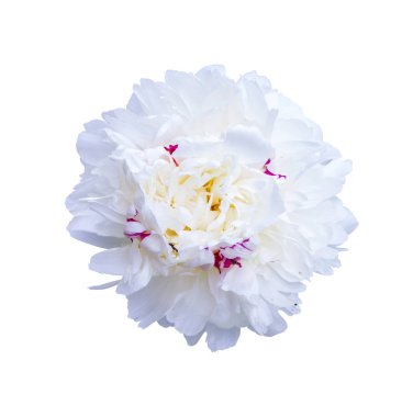 Beyaz peonies beyaz arka plan üzerinde izole. Peonies çiçekler