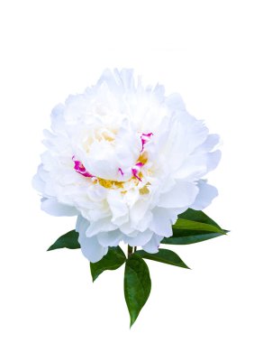 Beyaz peonies beyaz arka plan üzerinde izole. Peonies çiçekler