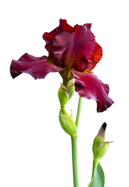Iris blomma. Iris flower isolera på vit bakgrund närbild — Stockfoto