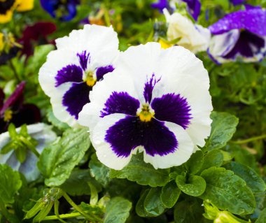 violet flower. Pansies. flower Pansy. Colorful pansies. White pansies