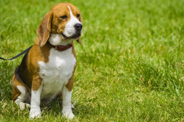 Pies rasy beagle na zielonej trawie. zbliżenie Beagle. Psom rasy Beagle, portret — Zdjęcie stockowe
