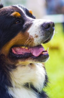 Köpek doğurmak Bernese dağ köpeği. Sevimli köpek portre