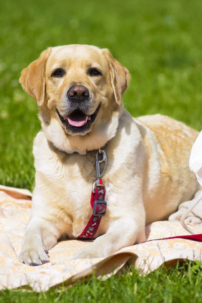 Labrador. Sonriente perro labrador. Labrador perro al aire libre — Foto de Stock