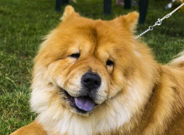 Chow chow köpek. Parkta güzel köpek uyumak.