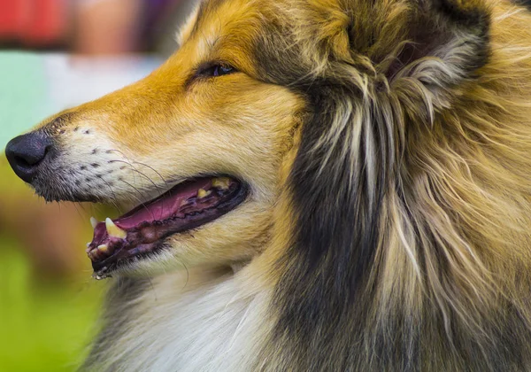 Collie. Dog Collie. El collie es un tipo distintivo de pastoreo —  Fotos de Stock