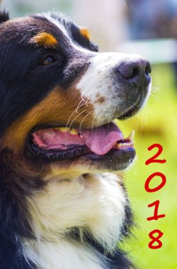 Köpek doğurmak Bernese dağ köpeği. Sevimli köpek portre. Sembolü