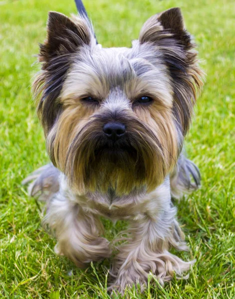 Yorkshire Terrier. Yorkshire terrier spelar i parken på den — Stockfoto