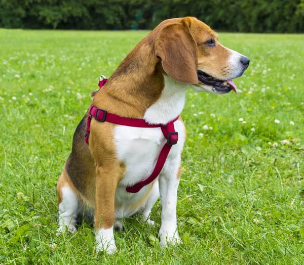 Dog beagle on green grass. closeup Beagle. Beagle dogs, portrait — Stock Photo, Image