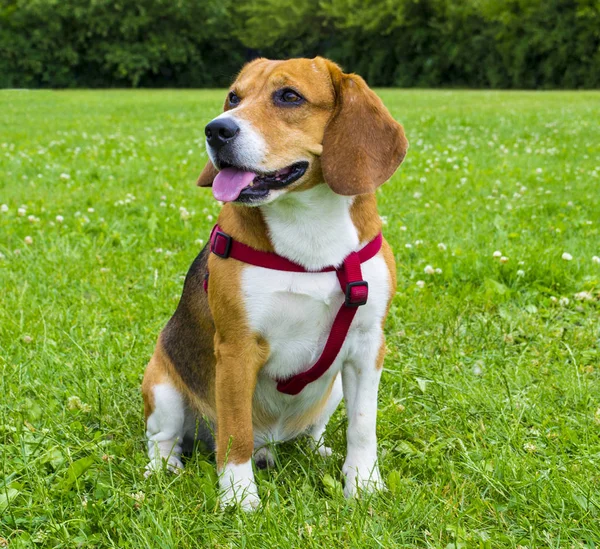 Pies rasy beagle na zielonej trawie. zbliżenie Beagle. Psom rasy Beagle, portret — Zdjęcie stockowe