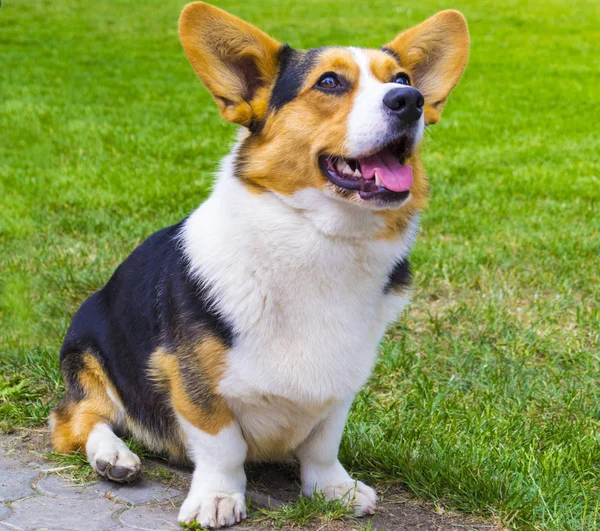 Corgi pies siedzi na trawie. Corgi psa. Pembroke Welsh Co — Zdjęcie stockowe