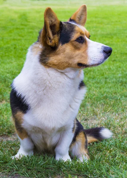 Corgi pies siedzi na trawie. Corgi psa. Pembroke Welsh Co — Zdjęcie stockowe