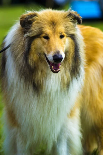 Collie. Hundecollie. Der Collie ist eine charakteristische Art der Herdenhaltung — Stockfoto