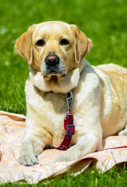 Labrador. Sonriente perro labrador. Labrador perro al aire libre — Foto de Stock