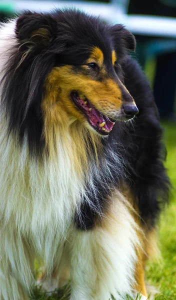 Kömür ocağı. Köpek collie. Kömür ocağı herding kendine özgü bir türüdür — Stok fotoğraf