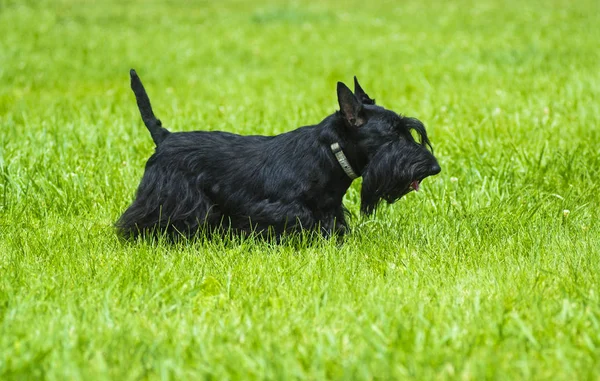Scotch Terrier. Scotch Terrier posando sobre la hierba verde en el —  Fotos de Stock