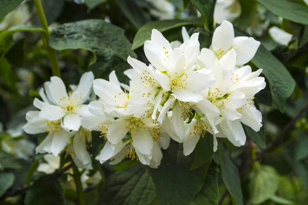 Jasmínové Květiny Jasmínové Jarní Květiny Jasmine — Stock fotografie