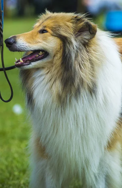 Κόλι. Ποιμενικού σκύλου σκύλο. Το κόλι είναι ένα χαρακτηριστικό τύπο της βοσκής — Φωτογραφία Αρχείου
