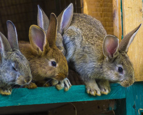 Conejitos. conejo en jaula de granja o embrague. Conejos reproductores c — Foto de Stock