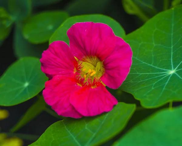 Kapuzinerkresse Kapuzinerkresse Essbare Blume Kapuzinerkresseblüten — Stockfoto