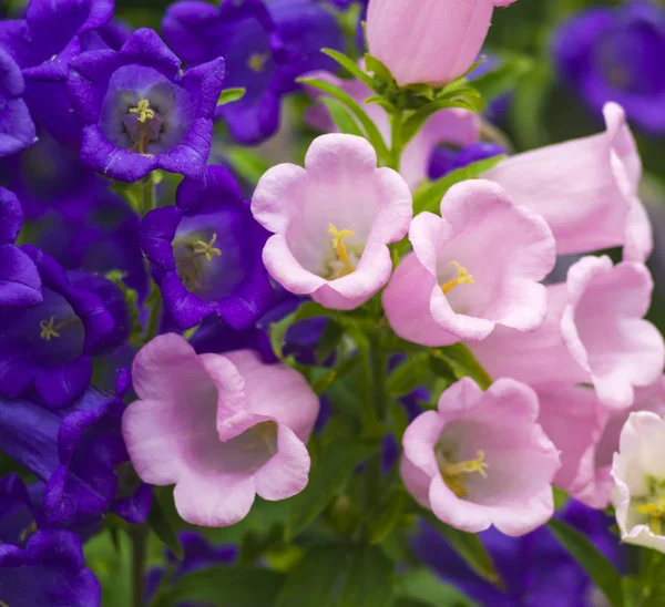 Blue Bell bloemen, bell bloem paars. Mooi lente pagina — Stockfoto