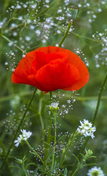 Coquelicot Pavot Rouge Quelques Coquelicots Sur Champ Vert Dans Journée — Photo