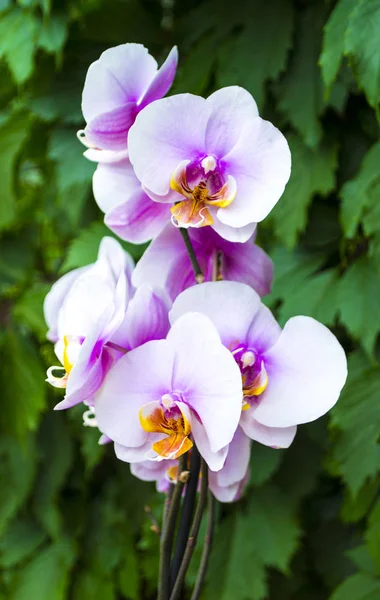 Orquídeas Orquídeas Flores Galho Orquídeas Florescentes — Fotografia de Stock