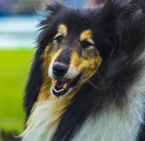 Collie. Dog Collie. El collie es un tipo distintivo de pastoreo —  Fotos de Stock