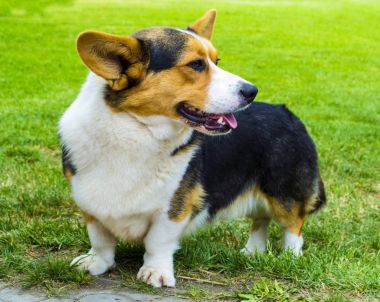 Corgi köpek çim üzerinde oturuyor. Corgi köpek. Pembroke Welsh Co