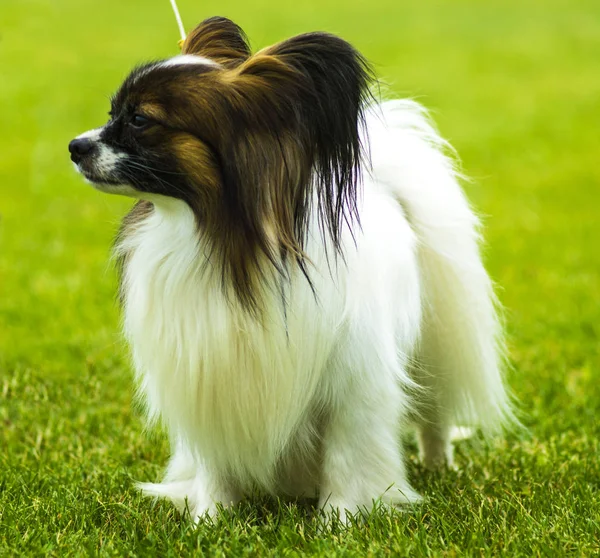 Yakın çekim portre bir Papillon. Küçük bir beyaz ve kırmızı papillon — Stok fotoğraf