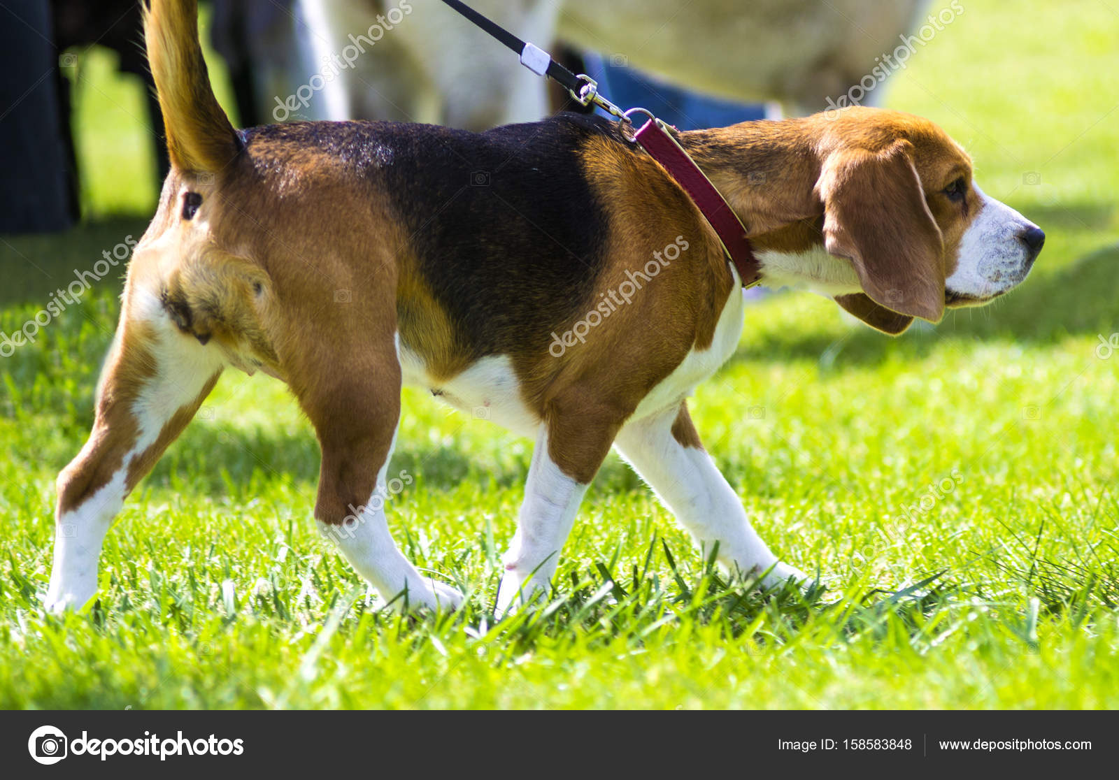 Hundebeagle auf grünem Gras. Nahaufnahme Beagle. Beagle Dogs, Portrait