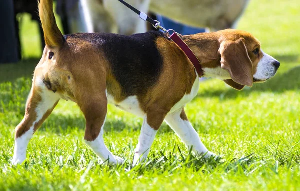 Pies rasy beagle na zielonej trawie. zbliżenie Beagle. Psom rasy Beagle, portret — Zdjęcie stockowe