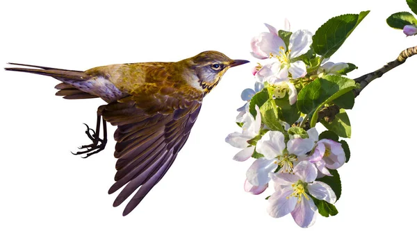 Flores de manzana. Conjunto de flores de manzana aisladas sobre fondo blanco — Foto de Stock