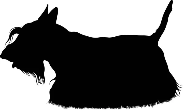 Scotch Terrier. Scotch Terrier posing on the green grass in the park. Scotch terrier breed dog — Stock Vector