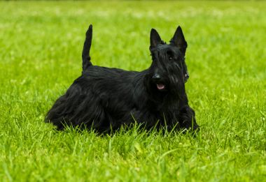 Scotch Terrier. Scotch Terrier posing on the green grass in the  clipart