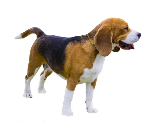Perros Beagle, retrato. Perro beagle. Beagle perro aislado en blanco — Foto de Stock