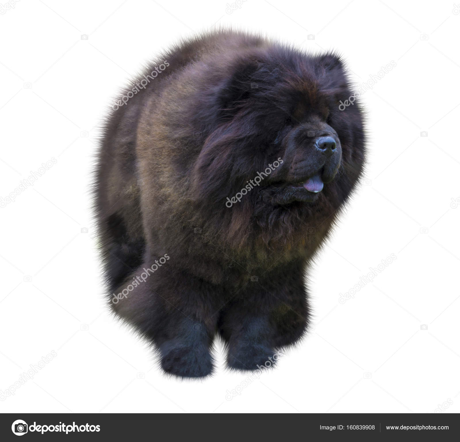 23+ Chow Chow Negro Precio