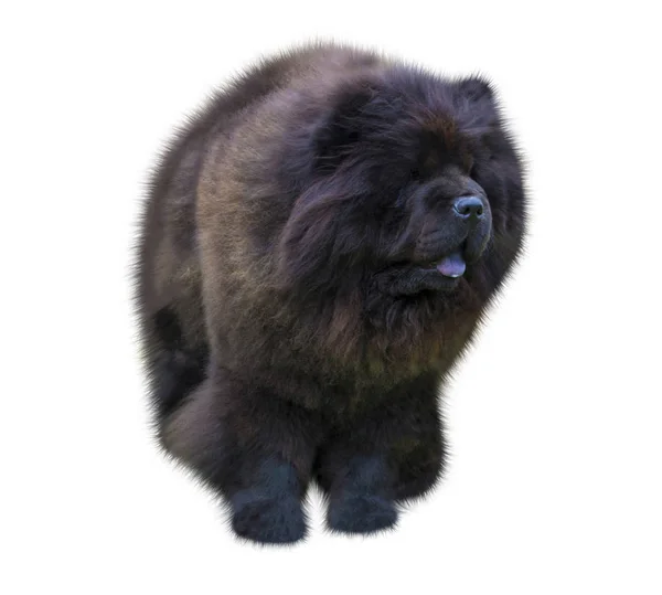 Dog chow chow. dog chow chow przed białym tle. Czarny — Zdjęcie stockowe