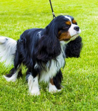 Cavalier King Charles Spaniel. Cavalier King Charles portresi