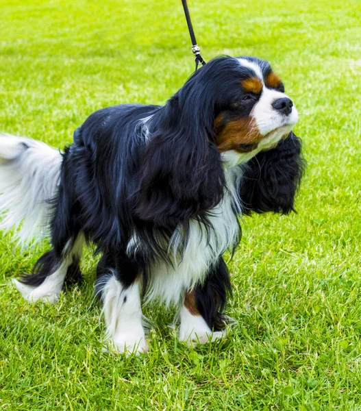 El Rey Caballero Charles Spaniel. Retrato del caballero rey Carlos — Foto de Stock