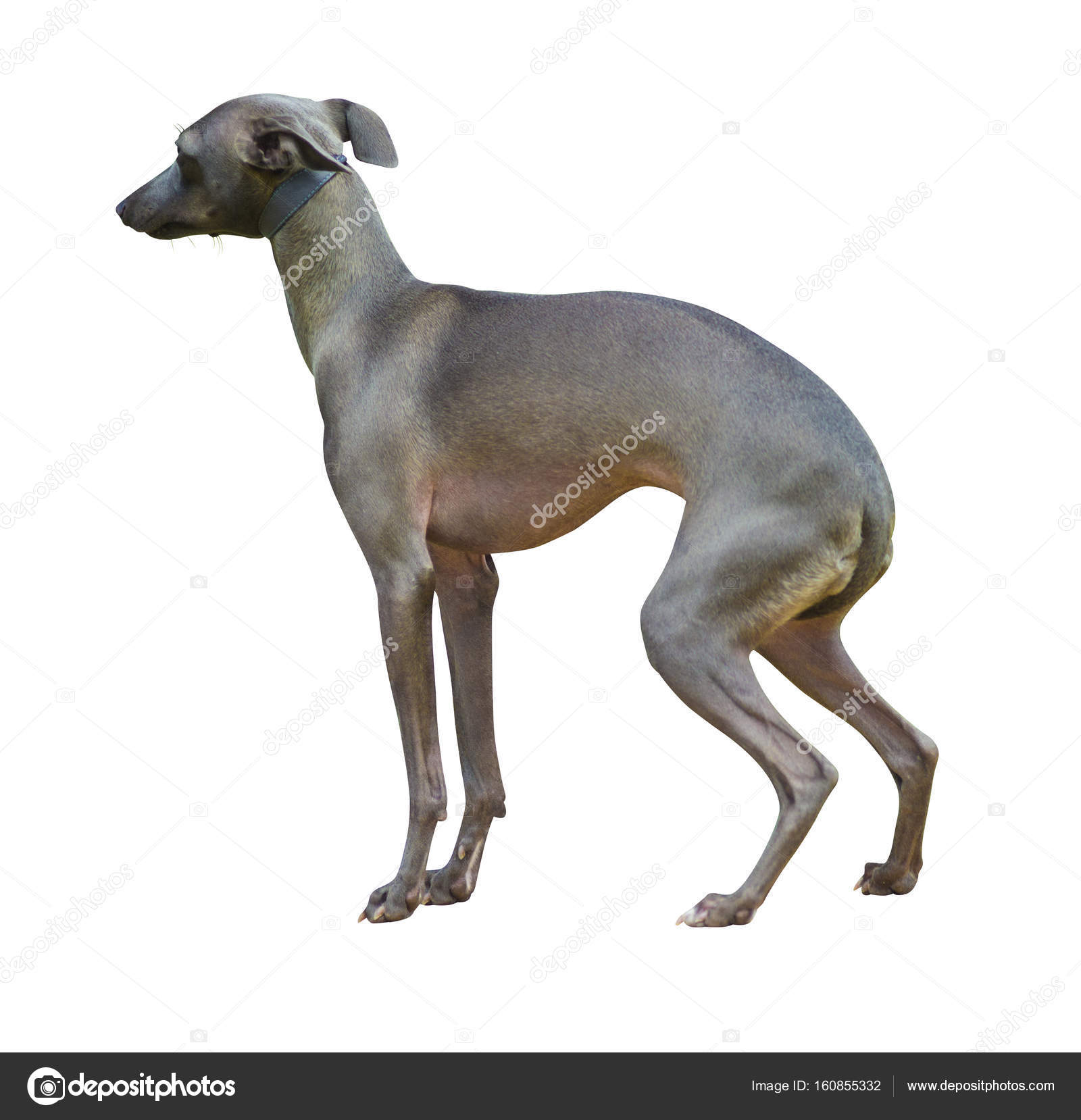 galguinho italiano saluki