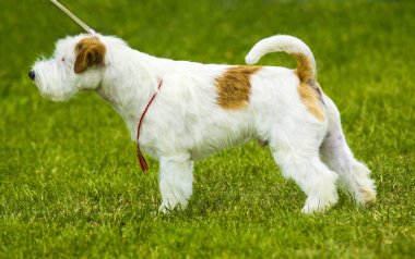 Jack Russell Terrier. Jack Russell Terrier gülümseme oynarken