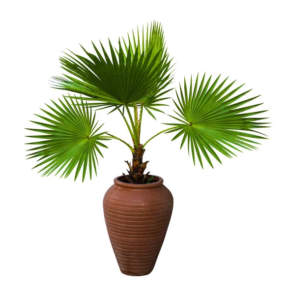 A palm tree in a flowerpot. Pam tree (Livistona Rotundifolia) in — Stock Photo, Image