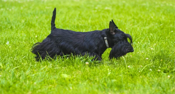 Scotch Terrier. Scotch Terrier posando sobre la hierba verde en el —  Fotos de Stock