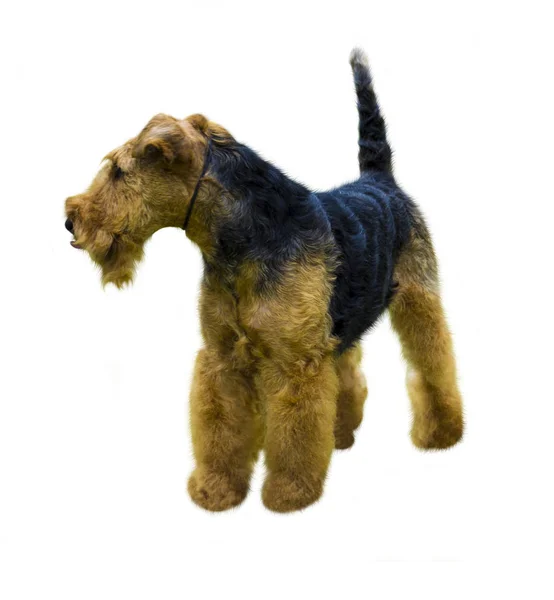 Airedale Terrier kutya. Airedale Terrier elszigetelt fehér háttérben — Stock Fotó