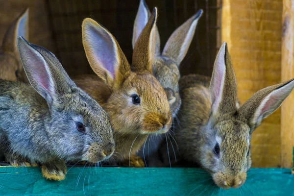 Кролики. Кролик в клетке или комоде. Разведение кроликов c — стоковое фото