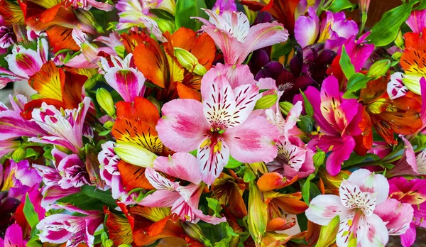 Bouquet de flores. Alstroemeria. Buquê de flores Alstroemeri — Fotografia de Stock